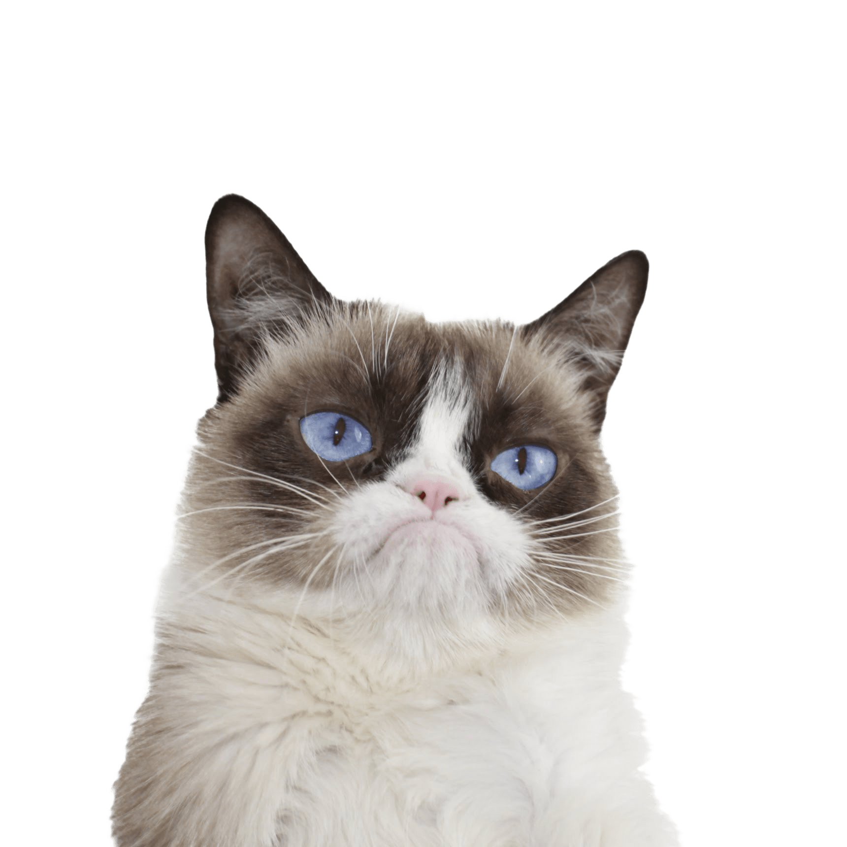 Grumpy Face Cat PNG Image High Quality PNG Image