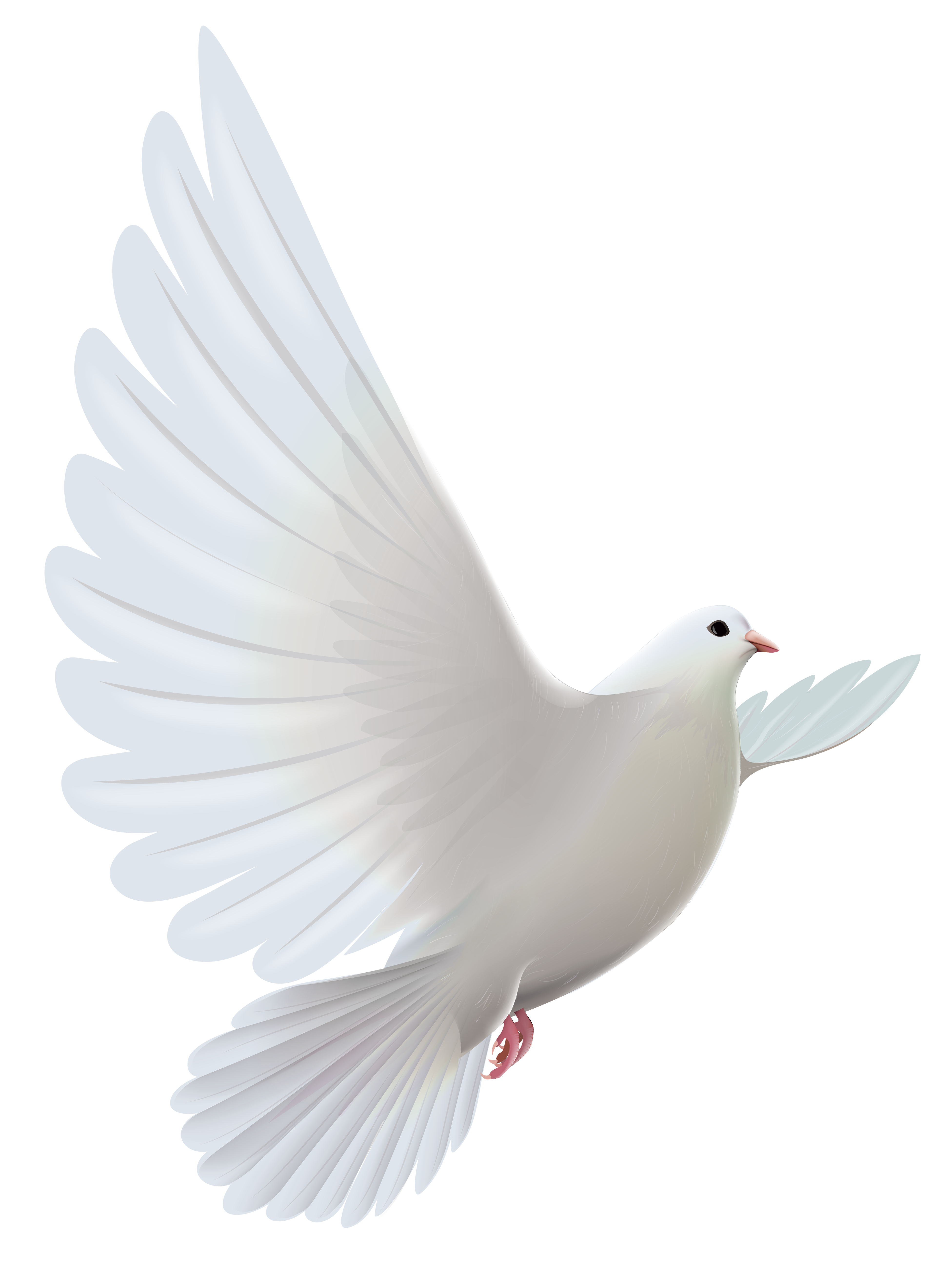And Pigeons Transparent Prayer White Dove Bird PNG Image