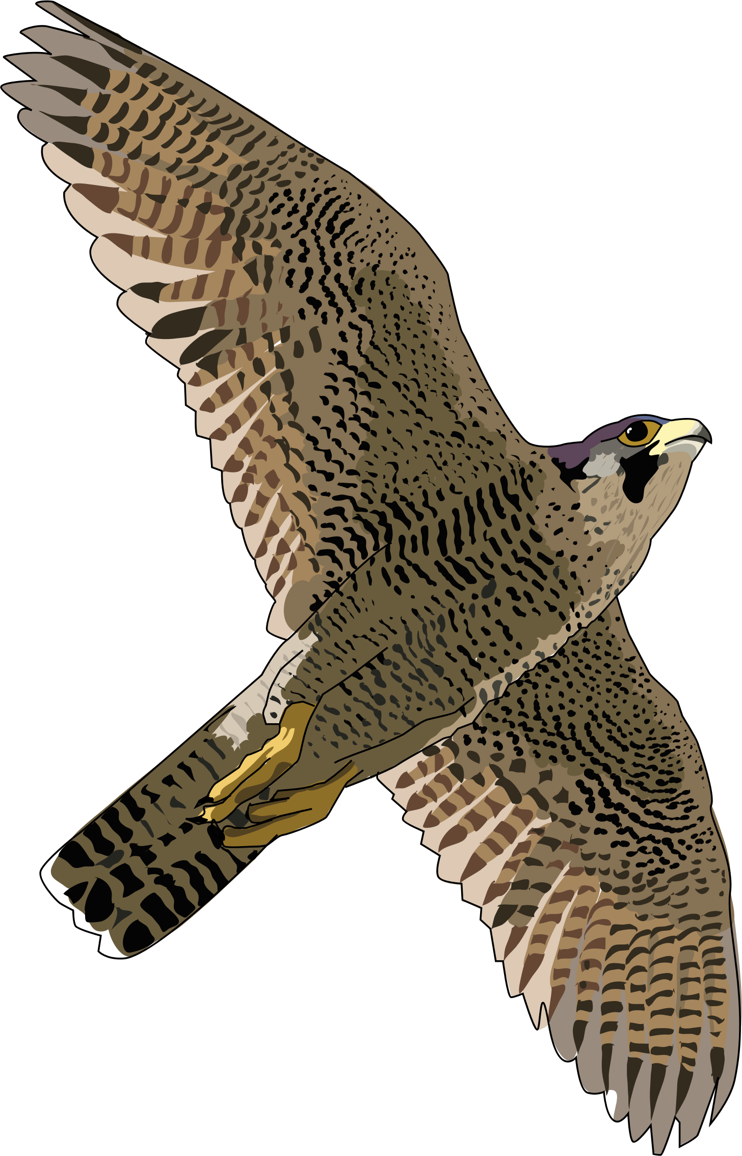Falcon Free Download Png PNG Image