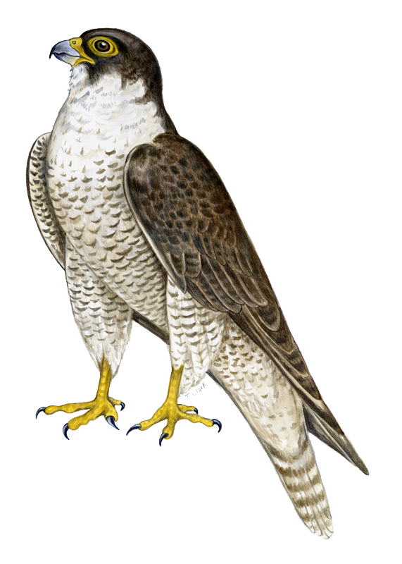 Falcon Png PNG Image