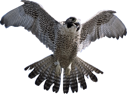 Falcon Png Clipart PNG Image