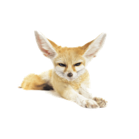 https://www.freepngimg.com/thumb/fennec_fox/32117-7-fennec-fox-thumb.png