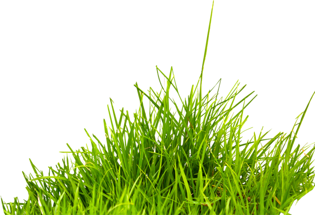 Field Grass Agriculture Photos Free Download PNG HQ PNG Image