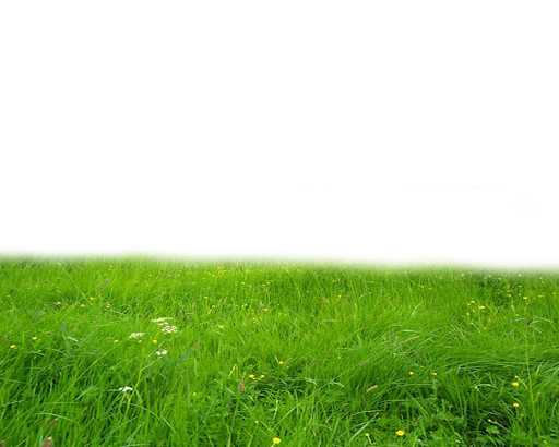 Summer Green Field Free PNG HQ PNG Image