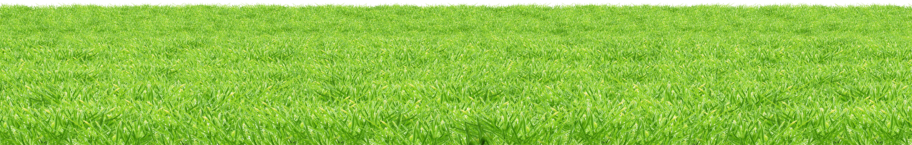 Field Grass Sunny Free Transparent Image HQ PNG Image
