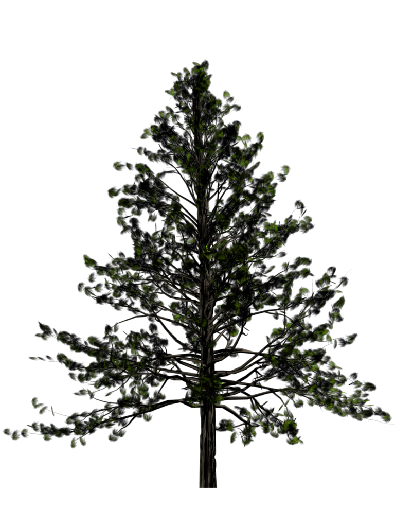 Fir-Tree Free Download Png PNG Image