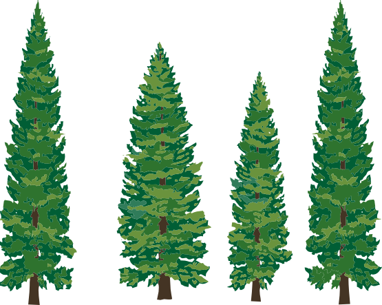 Fir-Tree Png Hd PNG Image