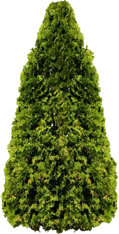 Fir-Tree Png PNG Image