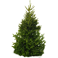 Fir-Tree Png Image