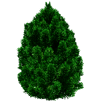 Fir-Tree Png Image