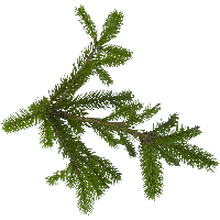 Fir-Tree Png Image