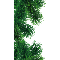 Fir-Tree Branch Png Image