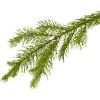 Fir-Tree Png Image