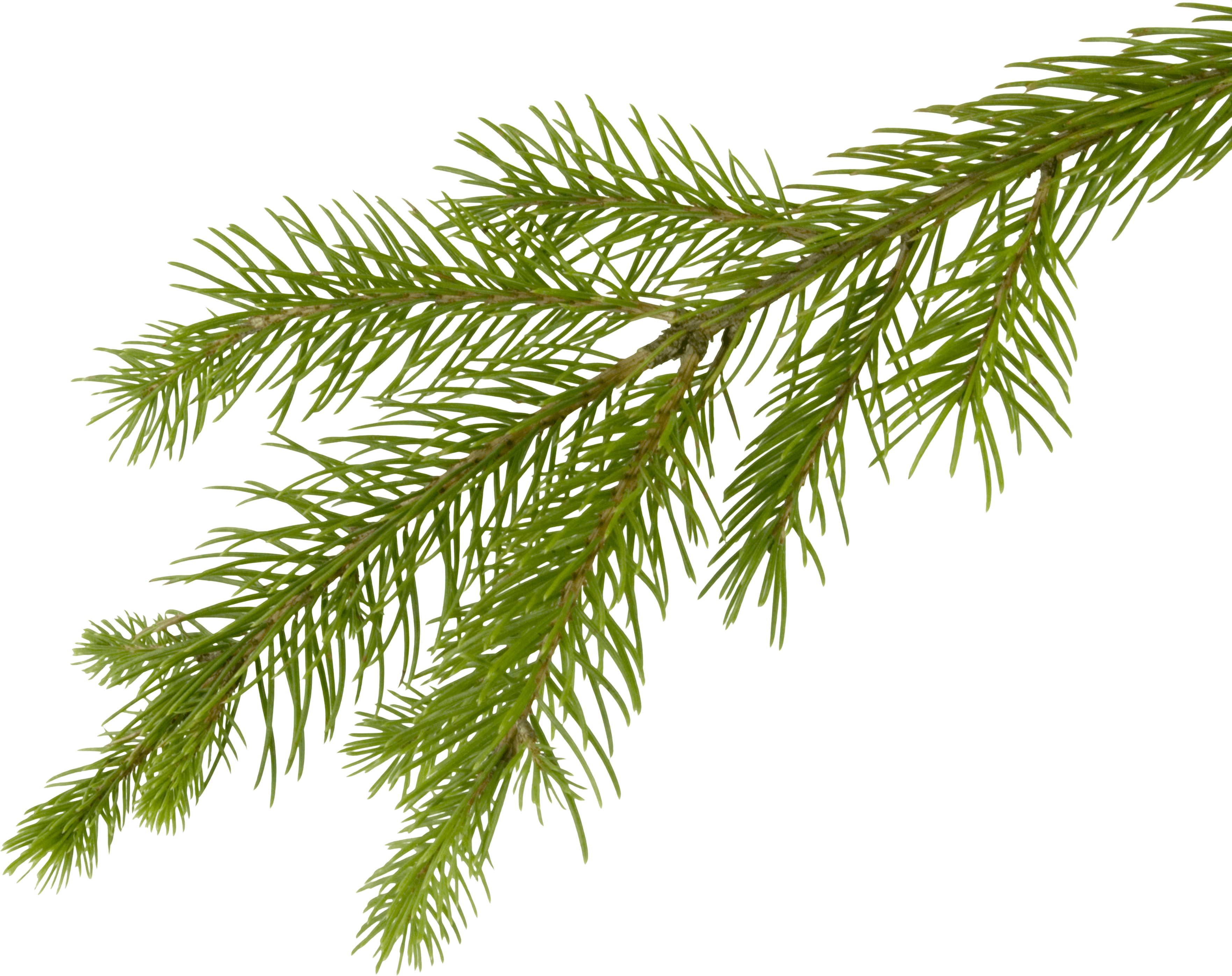 Fir-Tree Png Image PNG Image