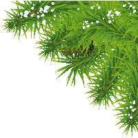 Fir-Tree Png Image