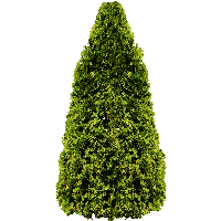 Fir-Tree Png Image