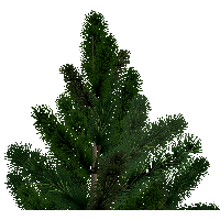 Fir-Tree Png Image