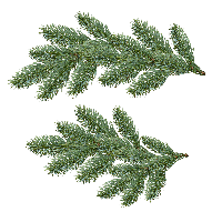 Fir-Tree Png Image