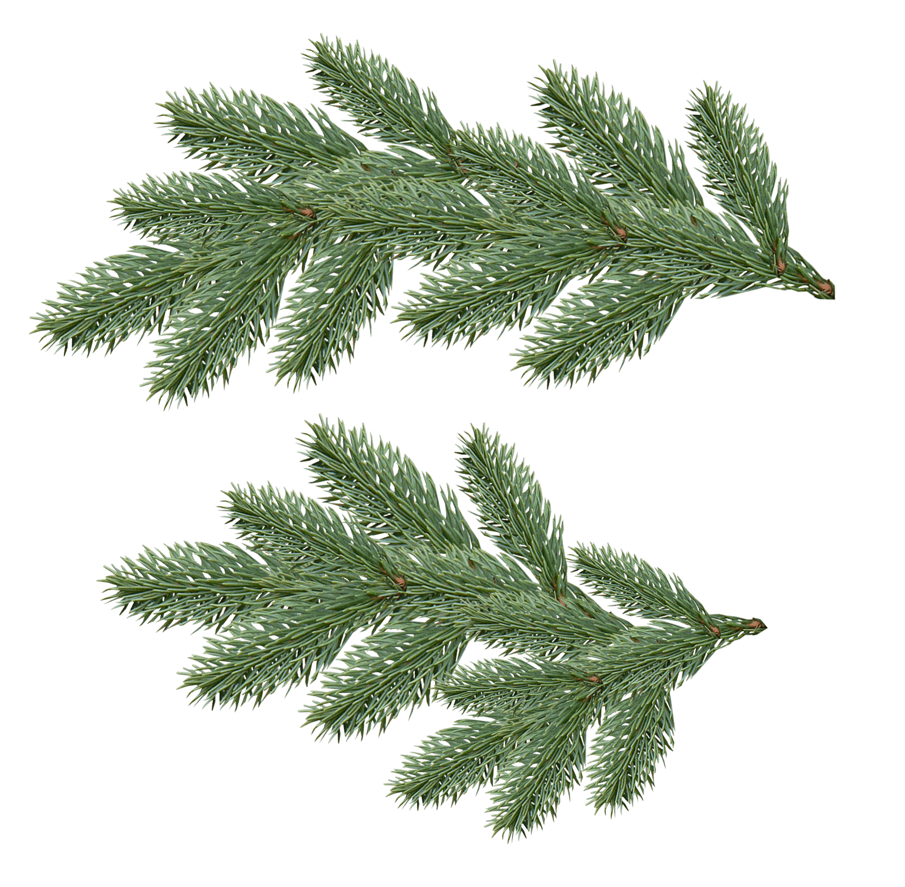 Fir-Tree Png Image PNG Image