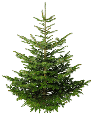 Fir-Tree Png Image PNG Image