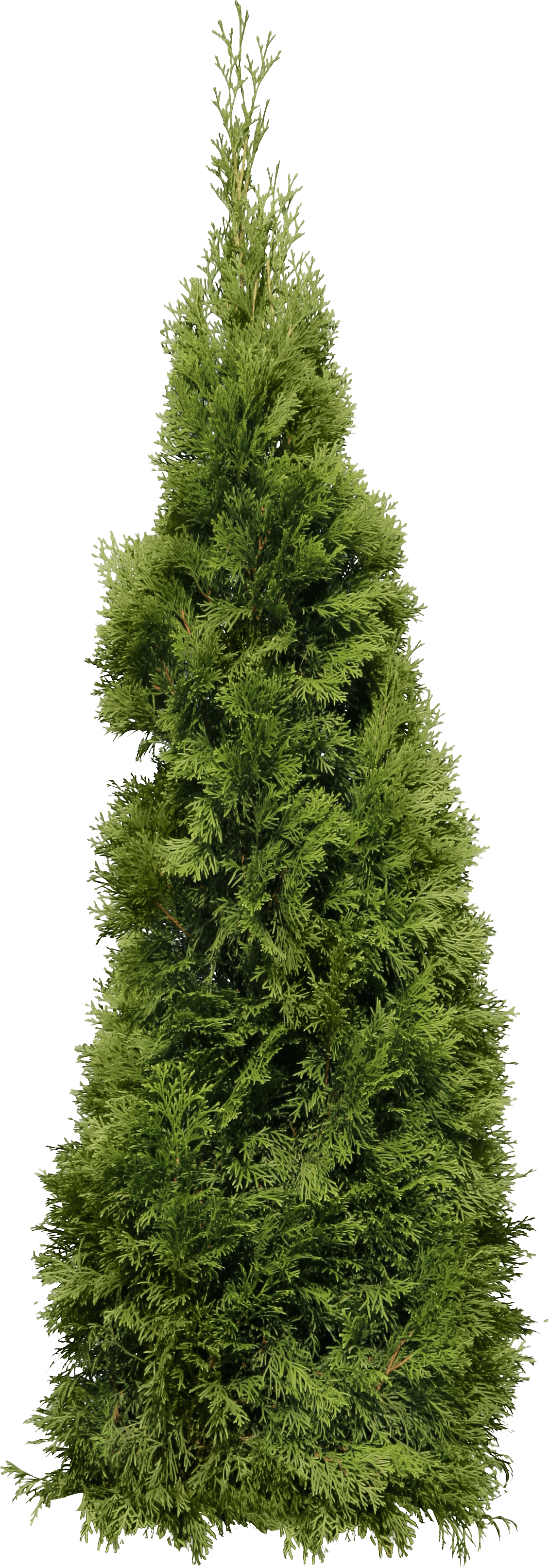 Green Big Fir-Tree Png Image PNG Image