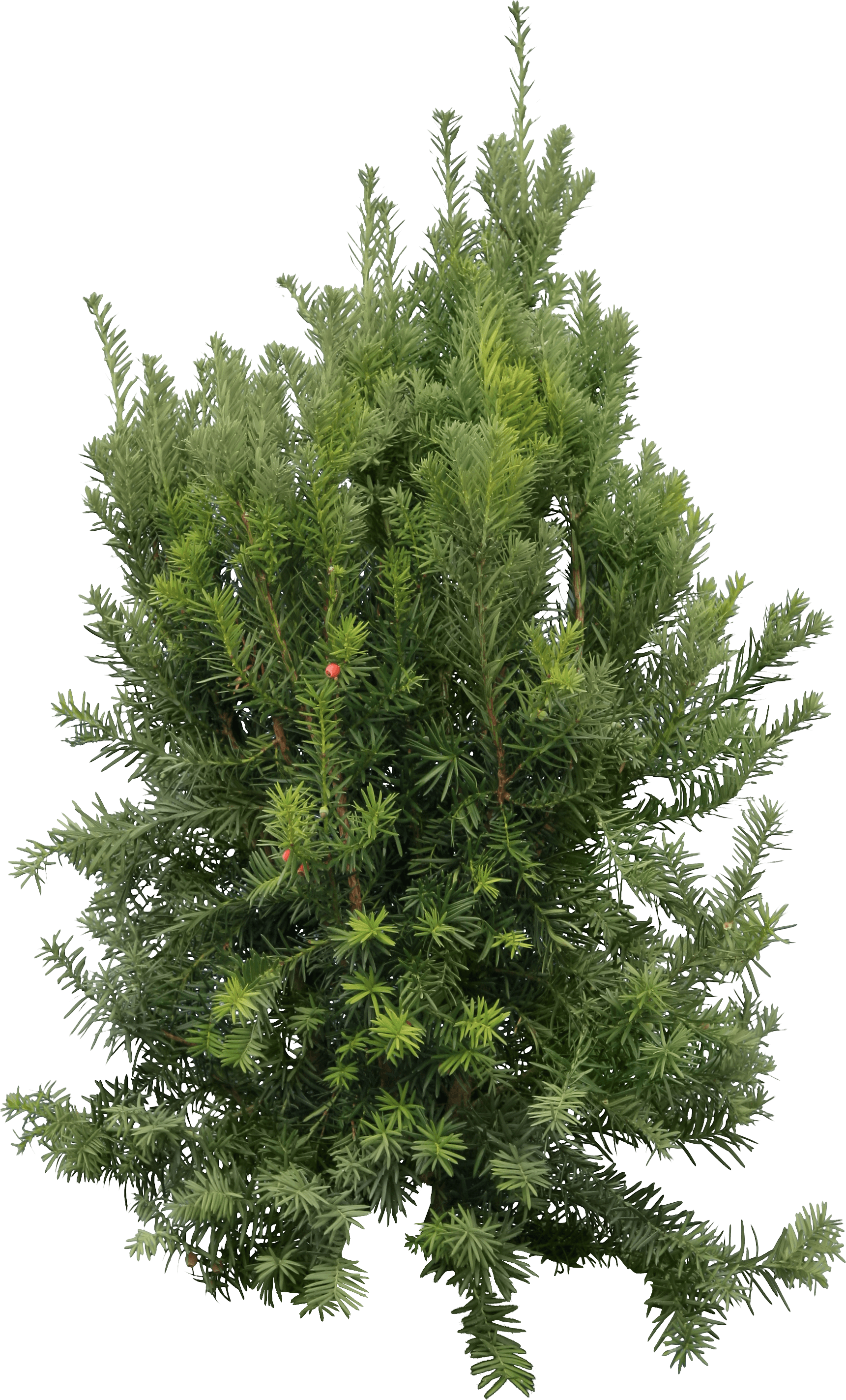 Fir-Tree Png Image PNG Image