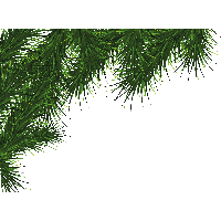 Fir-Tree Png Image