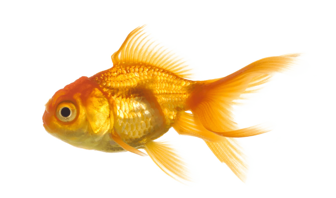 Gold Fish Png Image PNG Image