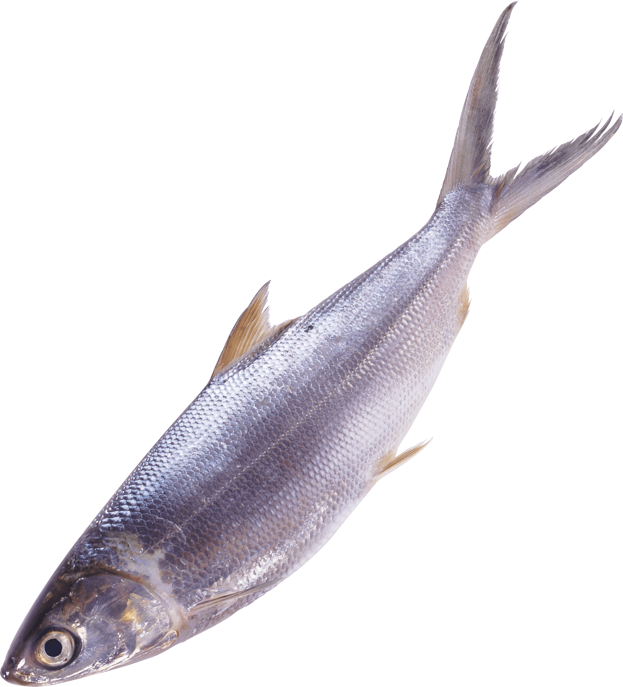 Fish Png Image PNG Image