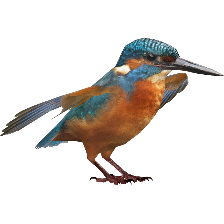Kingfisher Bird Beak PNG Free Photo PNG Image