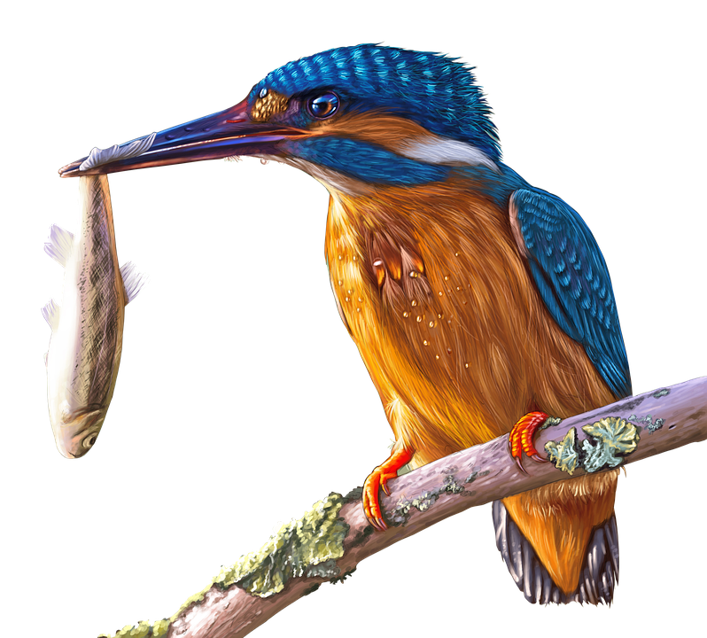 Kingfisher Bird Beak Free Download PNG HD PNG Image