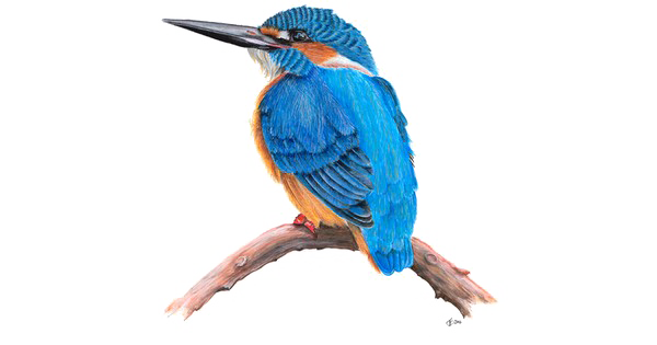 Kingfisher Bird PNG Download Free PNG Image