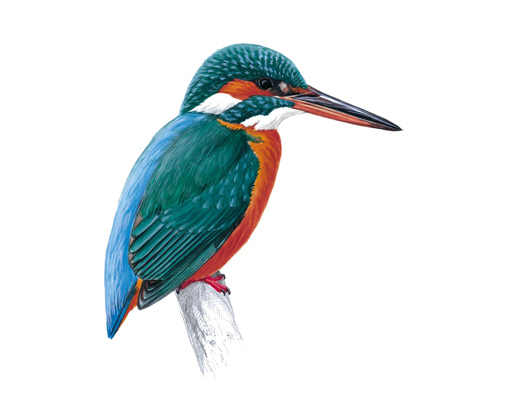 Kingfisher Bird Free Transparent Image HQ PNG Image