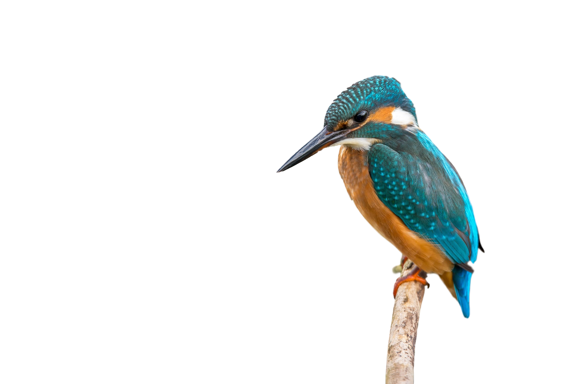 Kingfisher Bird Free Transparent Image HD PNG Image