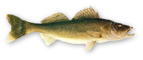 Real Fish Photo PNG Image