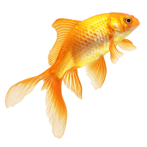 Real Fish Transparent Image PNG Image