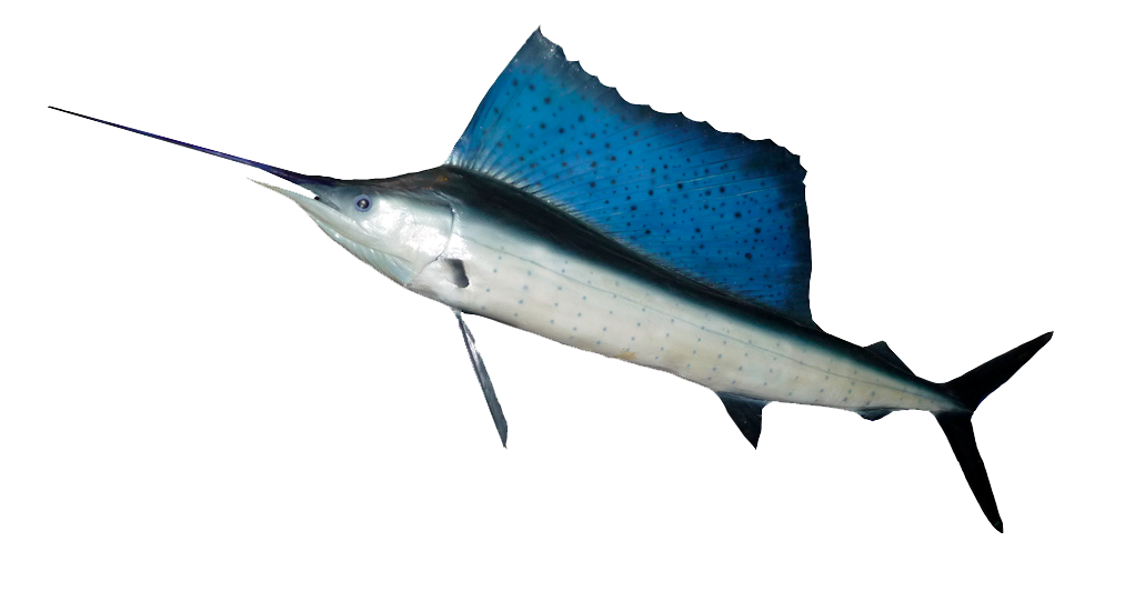 Ocean Fish Hd PNG Image