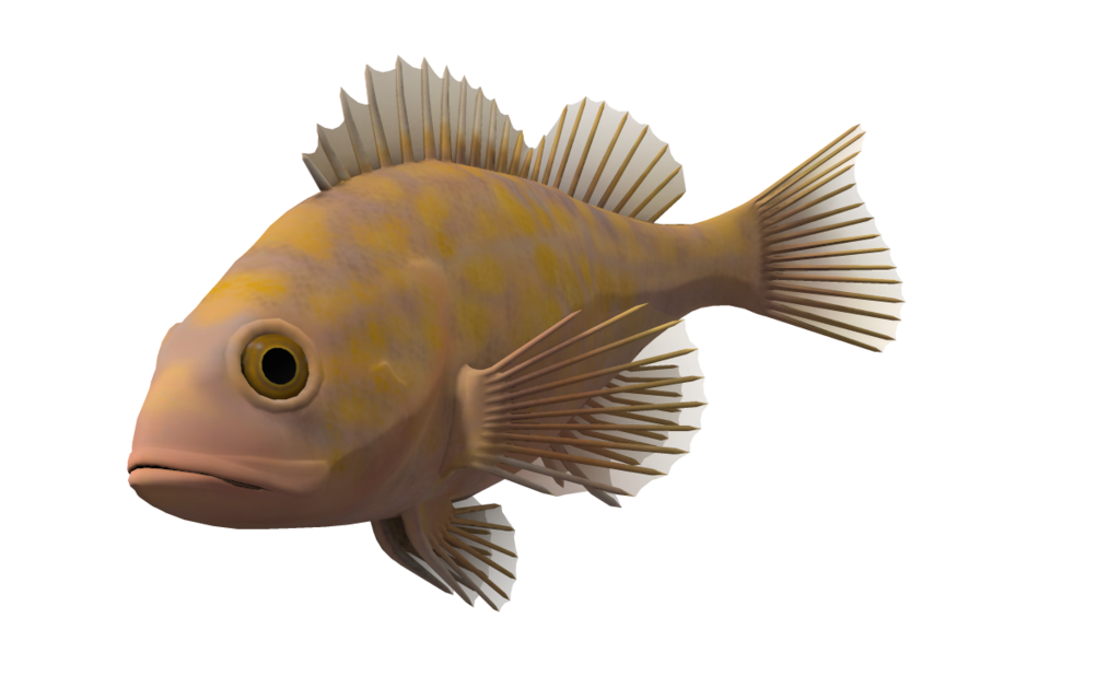 Ocean Fish Transparent Background PNG Image