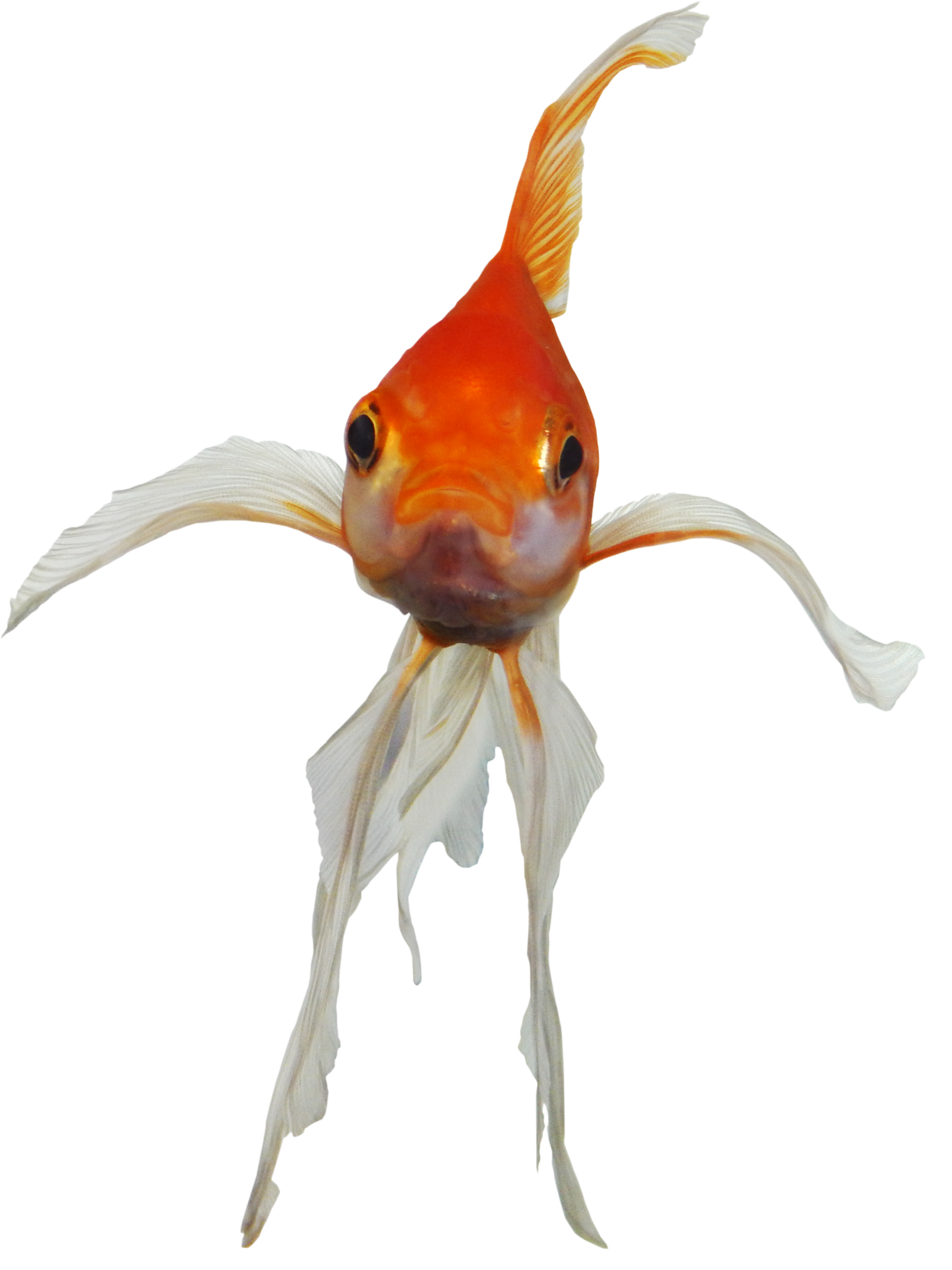 Real Fish Transparent PNG Image