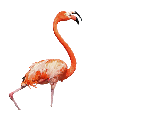 Vector Tropical Flamingo Bird Free Download Image PNG Image