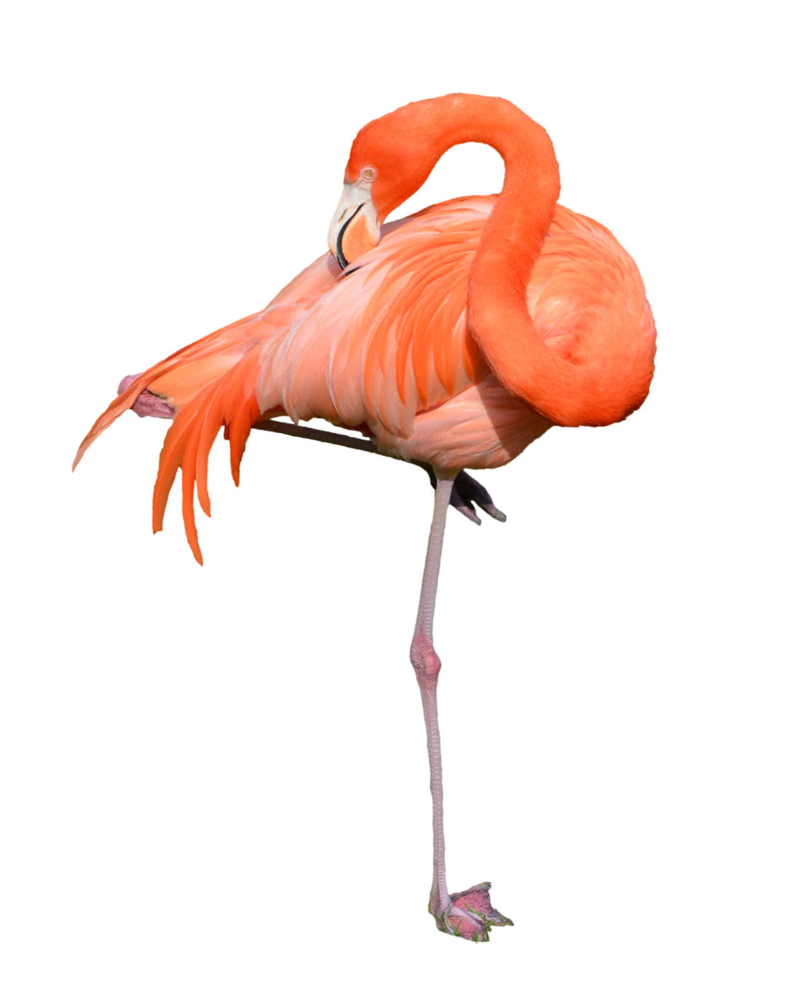 Flamingo Free Download Png PNG Image