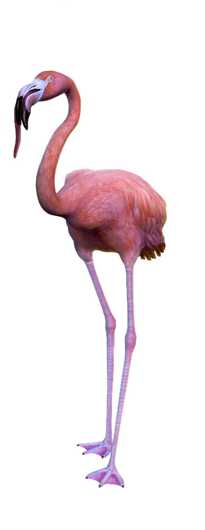 Flamingo Simulator Goat Water Payday Bird PNG Image