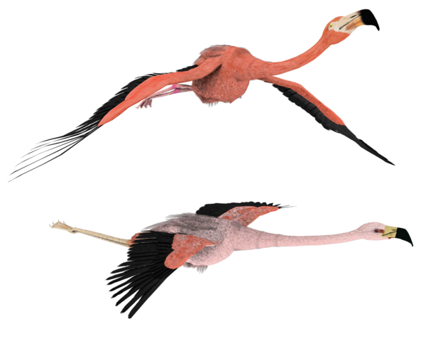 Flamingo Png Hd PNG Image