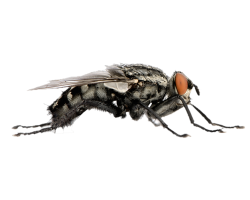 Flies File PNG Image