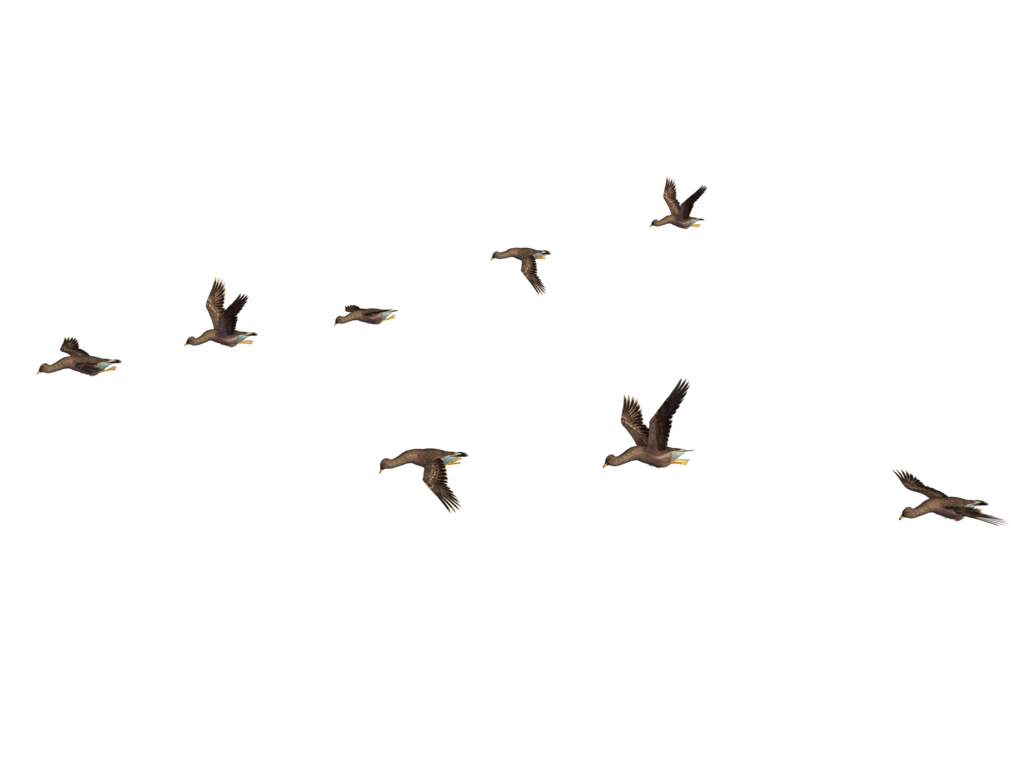 Birds File PNG Image