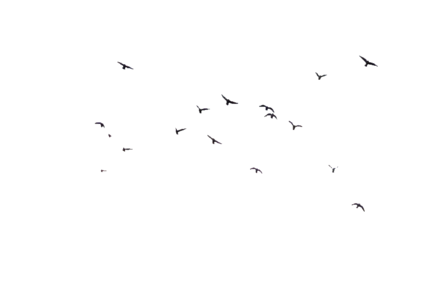 Birds Transparent Image PNG Image