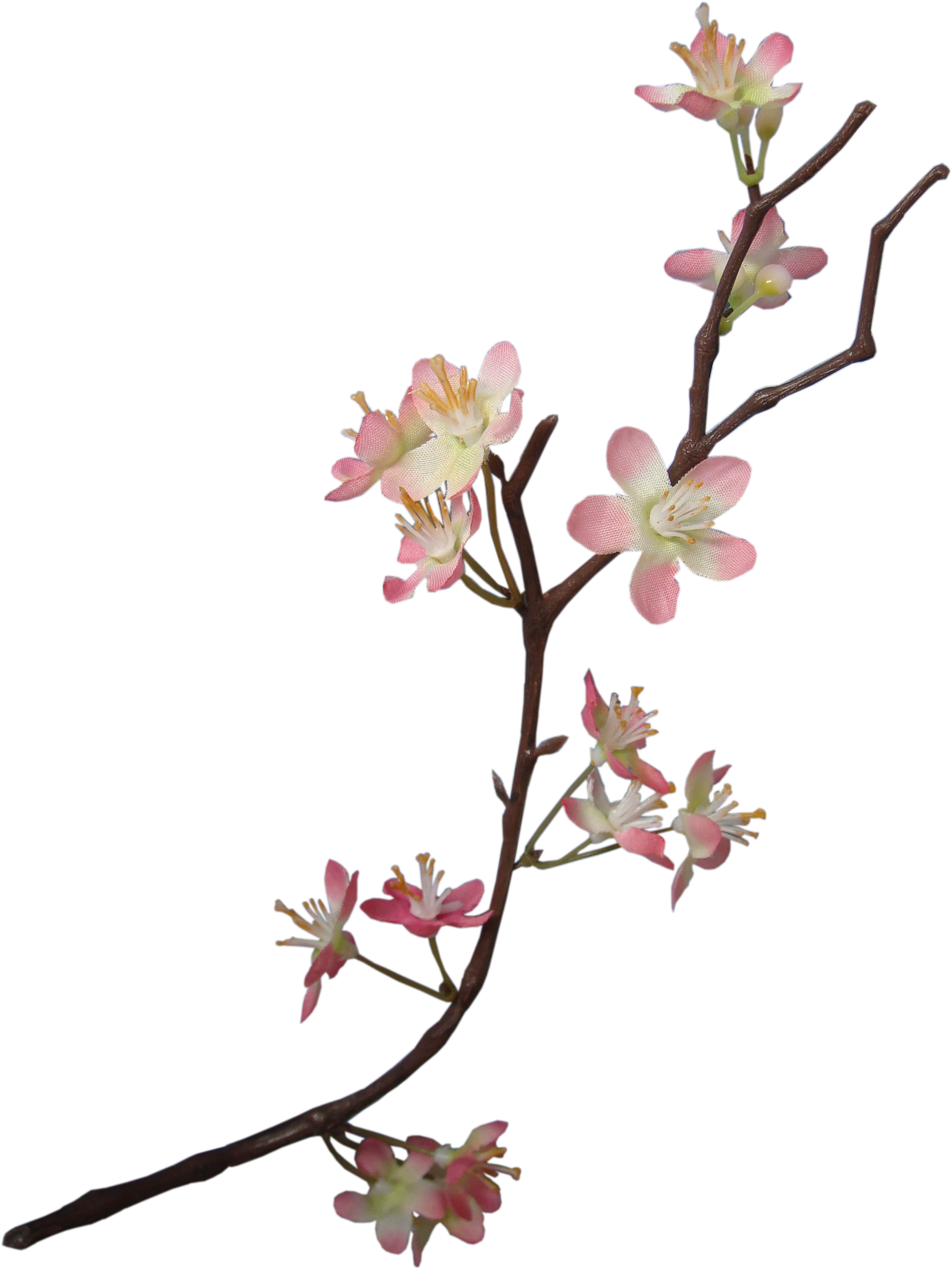 Blossom Flower Apple PNG Download Free PNG Image