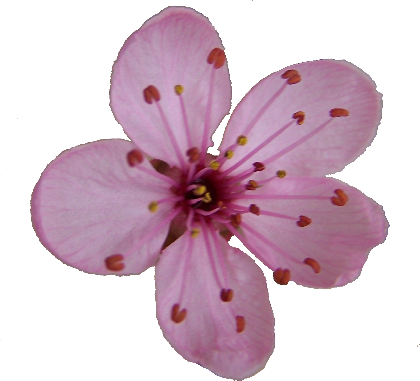 Blossom Single Flower Free Download Image PNG Image