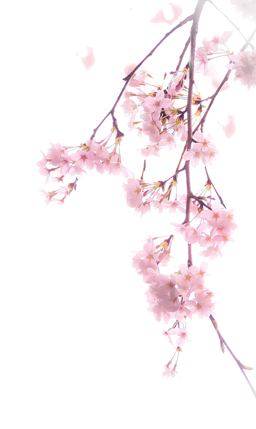 Blossom Cherry Flower Free Transparent Image HD PNG Image