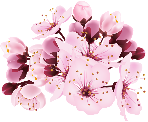 Blossom Spring Flower Free HD Image PNG Image